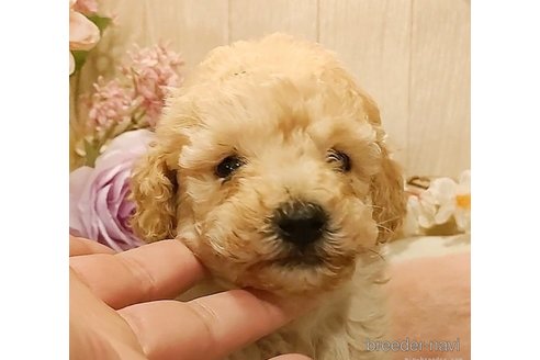 成約済の愛知県のティーカッププードル-284778の3枚目