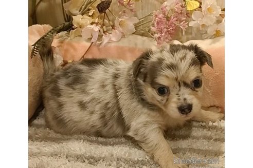 成約済の愛知県のチワワ(ロングコート)-284779の3枚目