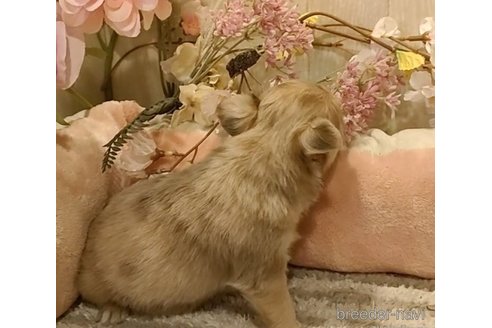 成約済の愛知県のチワワ(ロングコート)-284780の2枚目