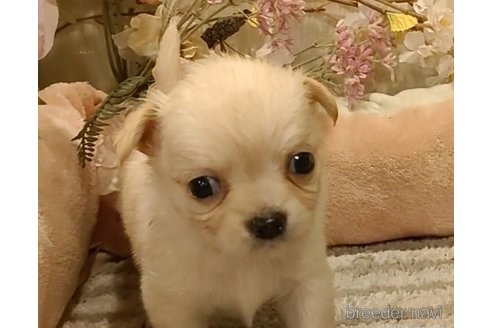 成約済の愛知県のチワワ(ロングコート)-284783の3枚目