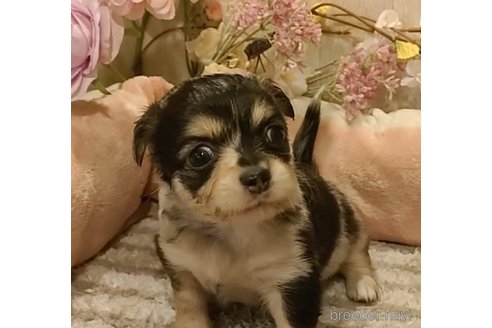 成約済の愛知県のチワワ(ロングコート)-284786の5枚目