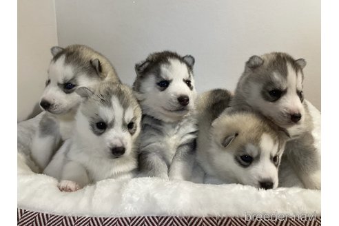 成約済の神奈川県のシベリアンハスキー-284146の3枚目