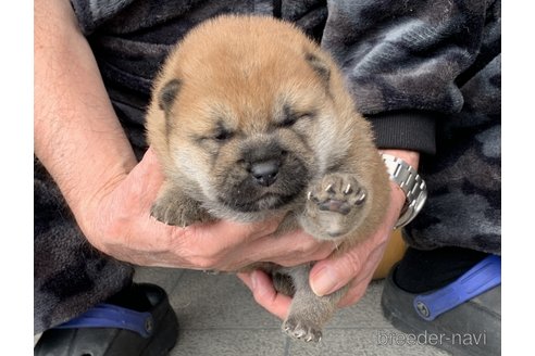 成約済の長崎県の豆柴-284813の3枚目