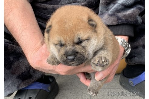 成約済の長崎県の豆柴-284813の4枚目