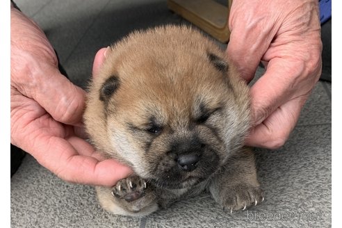 成約済の長崎県の豆柴-284813の1枚目