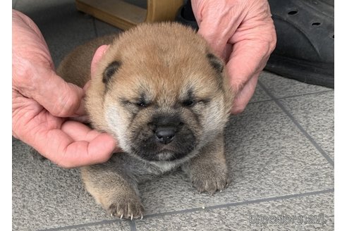 成約済の長崎県の豆柴-284813の5枚目