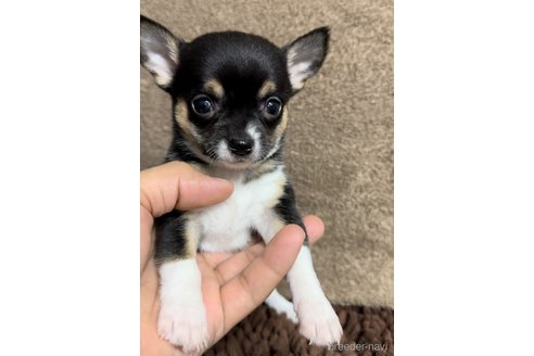 成約済の福岡県のチワワ(スムースコート)-284825の5枚目