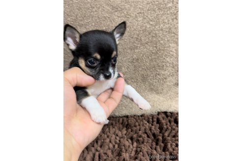 成約済の福岡県のチワワ(スムースコート)-284825の6枚目