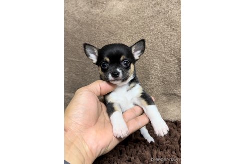 成約済の福岡県のチワワ(スムースコート)-284825の7枚目