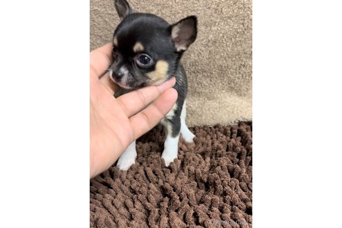 成約済の福岡県のチワワ(スムースコート)-284825の8枚目