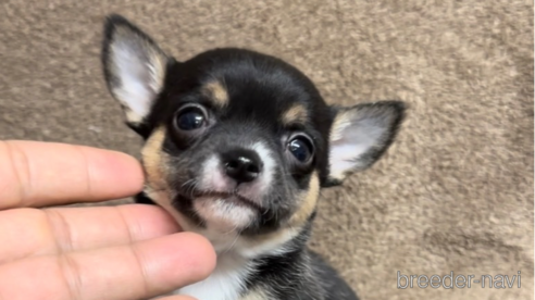 成約済の福岡県のチワワ(スムースコート)-284825の4枚目