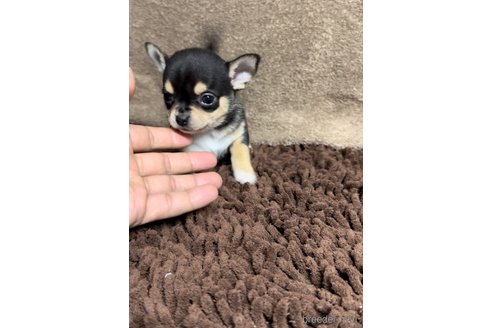 成約済の福岡県のチワワ(スムースコート)-284830の8枚目