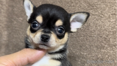 成約済の福岡県のチワワ(スムースコート)-284830の6枚目