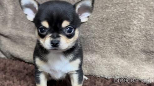 成約済の福岡県のチワワ(スムースコート)-284830の5枚目