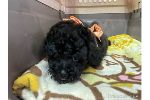 成約済の愛媛県のタイニープードル-284839の2枚目