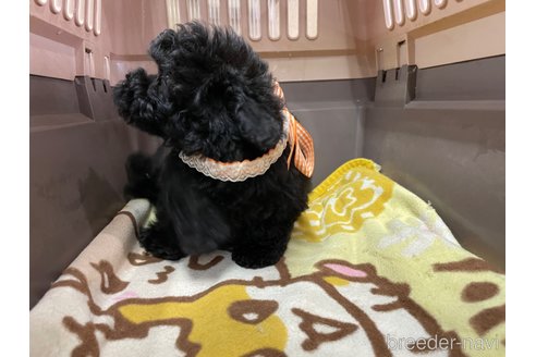 成約済の愛媛県のタイニープードル-284839の3枚目