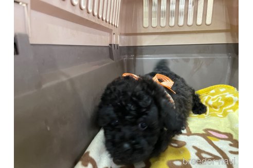 成約済の愛媛県のタイニープードル-284839の4枚目