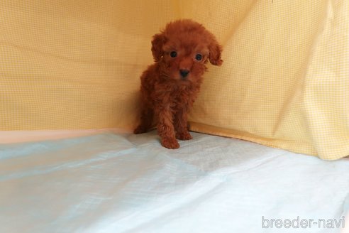 成約済の東京都のトイプードル-284845の3枚目