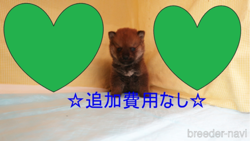 成約済の東京都の柴犬-284846