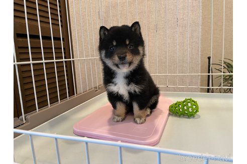 成約済の兵庫県の豆柴-284849