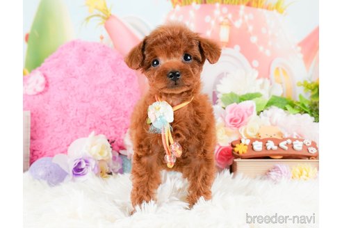 成約済の神奈川県のタイニープードル-284850の8枚目