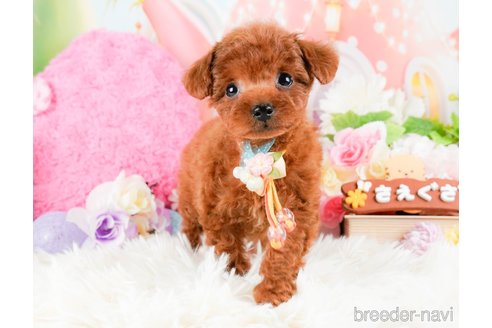 成約済の神奈川県のタイニープードル-284850