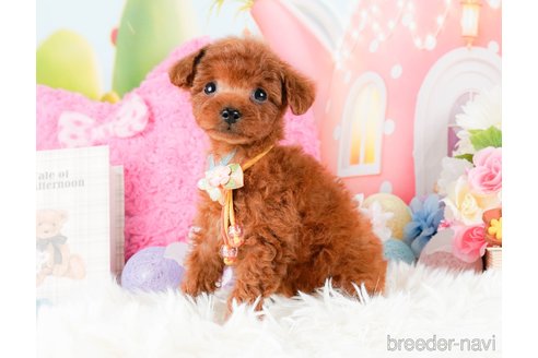 成約済の神奈川県のタイニープードル-284850の9枚目