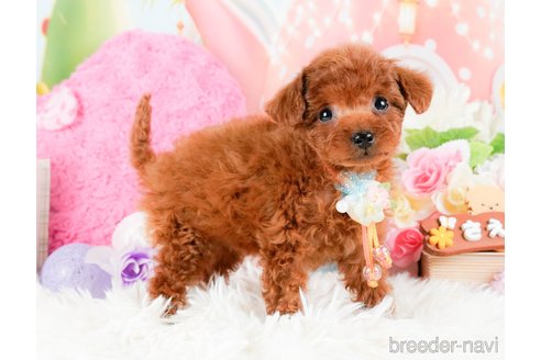 成約済の神奈川県のタイニープードル-284850の10枚目