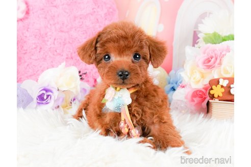 成約済の神奈川県のタイニープードル-284850の5枚目