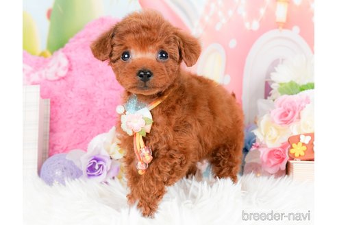 成約済の神奈川県のタイニープードル-284850の6枚目