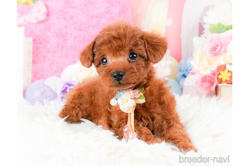 成約済の神奈川県のタイニープードル-284850の7枚目