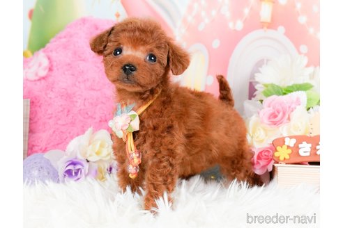 成約済の神奈川県のタイニープードル-284850の2枚目