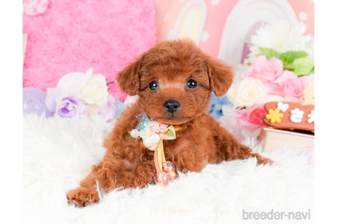 成約済の神奈川県のタイニープードル-284850の3枚目