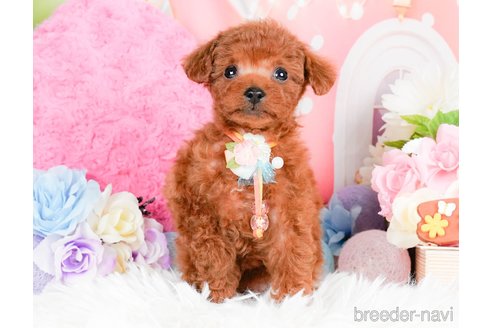 成約済の神奈川県のタイニープードル-284850の4枚目