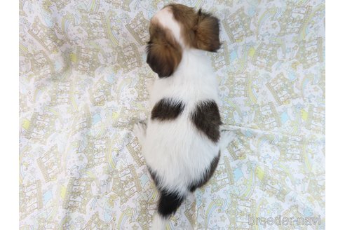 成約済の千葉県のミックス犬-281409の15枚目