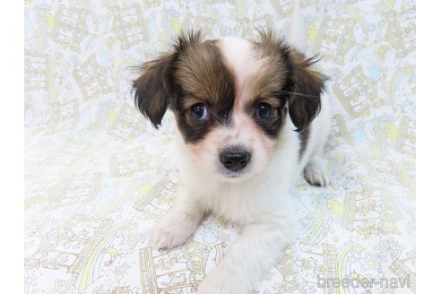 成約済の千葉県のミックス犬-281409の13枚目