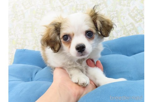 成約済の千葉県のチワワ(ロングコート)-276100の2枚目