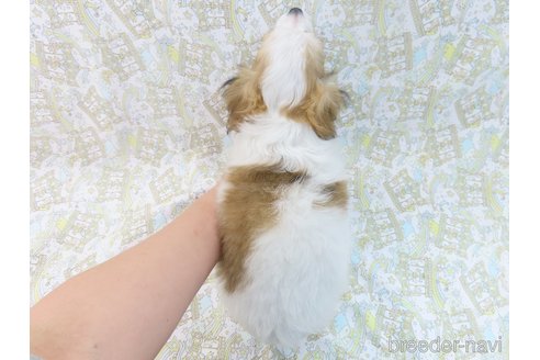 成約済の千葉県のチワワ(ロングコート)-276100の4枚目
