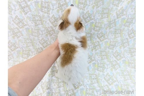 成約済の千葉県のチワワ(ロングコート)-276102の24枚目