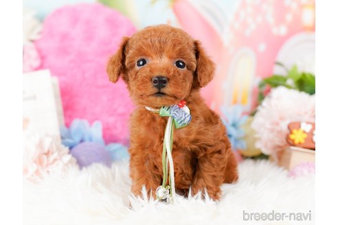 成約済の神奈川県のタイニープードル-284859の10枚目