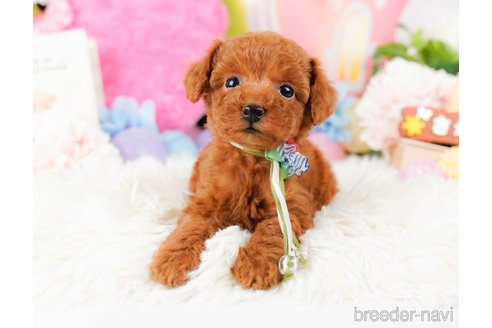 成約済の神奈川県のタイニープードル-284859の11枚目