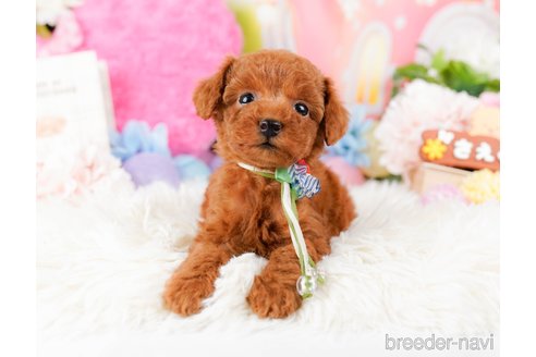 成約済の神奈川県のタイニープードル-284859の1枚目