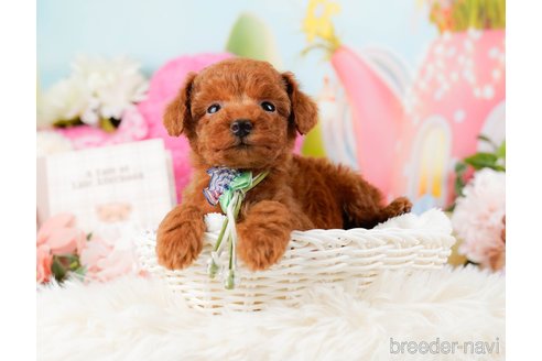 成約済の神奈川県のタイニープードル-284859の6枚目