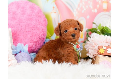 成約済の神奈川県のタイニープードル-284859の8枚目