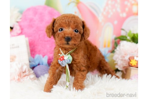 成約済の神奈川県のタイニープードル-284859の9枚目