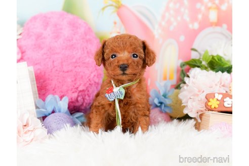 成約済の神奈川県のタイニープードル-284859の3枚目