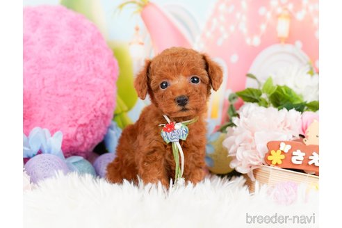 成約済の神奈川県のタイニープードル-284859の4枚目