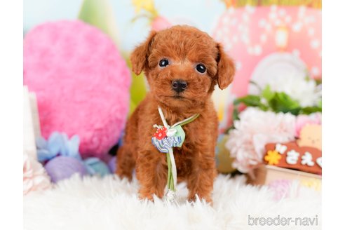 成約済の神奈川県のタイニープードル-284859の5枚目