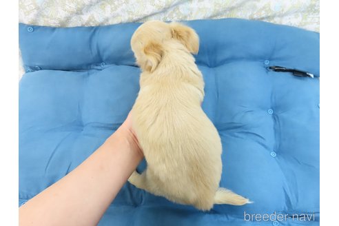 成約済の千葉県のチワワ(ロングコート)-278227の5枚目