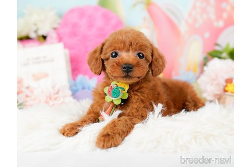 成約済の神奈川県のタイニープードル-284860の10枚目